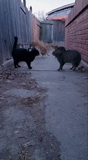 Two Cats Fighting for Territory 😾🐈 | Intense Street Cat Battle
