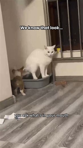 Keep Dogs Out & Odors Gone — Black Friday Deal Inside ✨ Tired of...