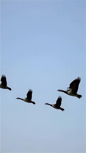 Stunning Shot! She Captures Migrating Geese Flying Over a Sea of Flowers (Relaxing Nature Short)