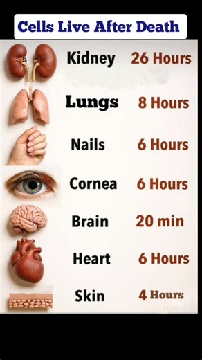 345 reactions · 34 shares | Cells Life span After Death #edallacademy #neetpreparation ##neet #neetmotivation #chennai #neetcoaching #neetupdates #shortstrending #mbbs ##kids #school #bio #fblife #ambattur #education | EDALL NEET Academy | Facebook