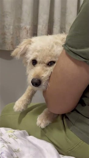 Mama I’m so bored #cutedog #dogshorts