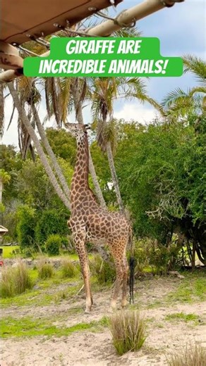 Giraffe's Lunch Technique Is Actually Genius #wildlife #interesting