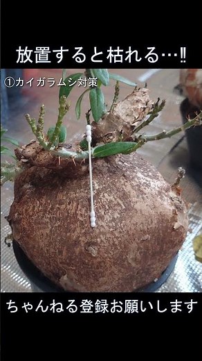 [A must-read for beginners] Winter surges! Complete measures against spider mites and scale insec...
