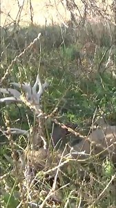 31K views · 600 reactions | Walking up on a giant whitetail buck #deerhunting #deer | Cedar Ridge Whitetails | Facebook