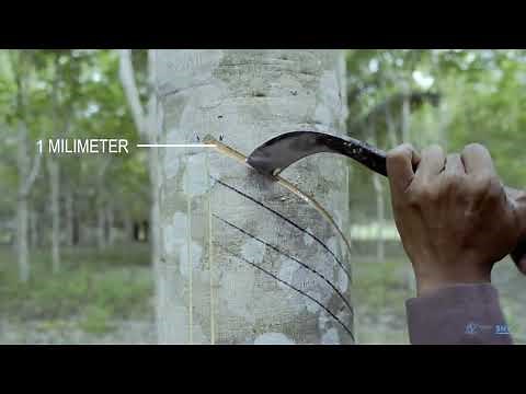 Agridence Rubber Grow Module 1 - Rubber tapping