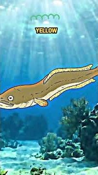 the mystery lifestyle of eels.... #education #educational #animal #funfacts