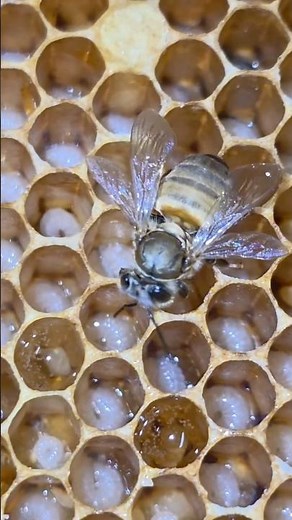 THE BEAUTUFUL BEE FROM EGG TO COMPLETION