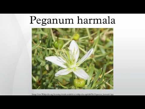 Peganum harmala
