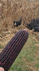 1.3K views · 1.9K reactions | It has taken several weeks, but we have north of 200 pigs moved into this glorious corn patch so far. High protein Bloody Butcher corn, acorns, hickory nuts, walnuts and field forages. It is a 50 acre space with 30 acres of this corn to glean. Party time! | Autumn Olive Farms | Facebook