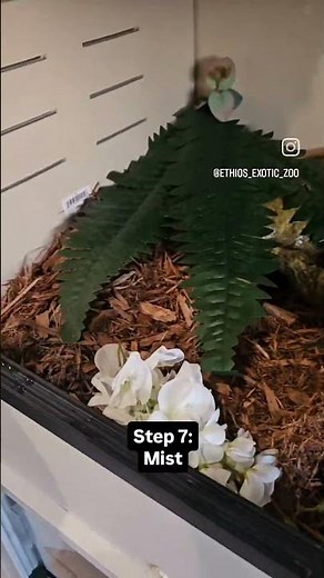 Deep cleaning snake enclosures 🐍