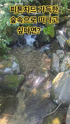 가평80년 된 잣나무 숲속 힐링 명소! 경기도잣향기푸른숲 🌲✨​#경기도잣향기푸른숲 #가평여행 #가평가볼만한곳 #숲길산책 #힐링여행