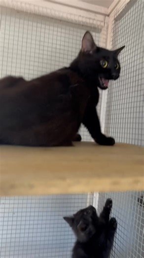 Please desex your cats ! Rescues are full and overflowing | One at a Time Pet Rescue