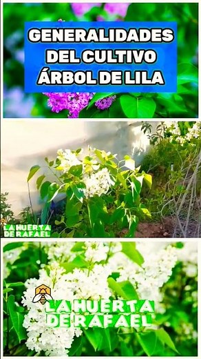 General information and care of white lilac tree cultivation [Syringa vulgaris] Lilac cultivation
