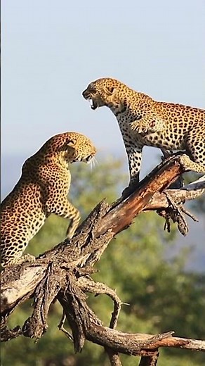 Leopard in Action | Amazing Jungle & Wildlife Video