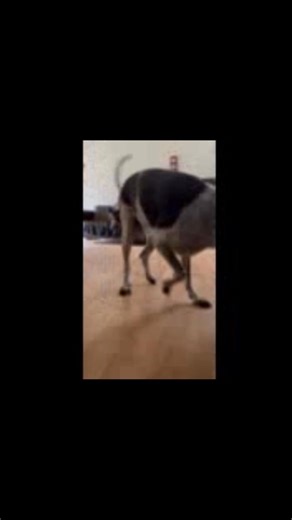 Tears have been shed and the poster boy for the weekly raffle has officially left the building. Hector came to us in June 2022 as 43 kilos of heart and muscle after his owner became too unwell to care for him. After a few false starts, I thought he might be here for the long haul — and I was okay with that. Quiet most of the time, vocal when it mattered, and always barreling down the hallway to remind me he was there. Then along came Barry. After losing his mate of 17 years and living by the bea