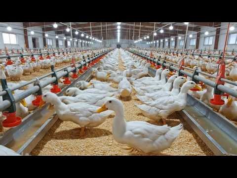 The Duck Cycle: High-Tech Farming & Global Luxury Export | Pure Pactory 2026