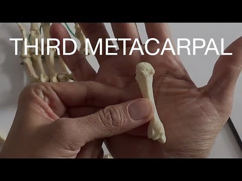 THIRD METACARPAL
