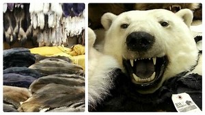 RCMP keeps muskrat hats despite anti-fur campaign, trapping industry surprised by controversy