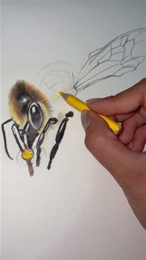How To Draw A Honey Bee