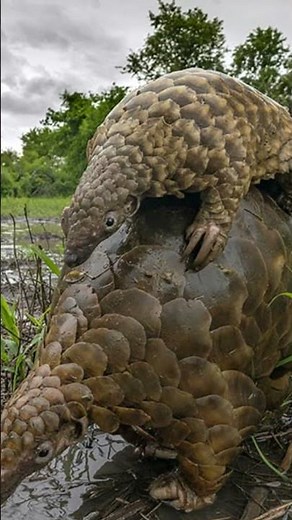 5 Things You Didn't Know About the Pangolin! 🐾