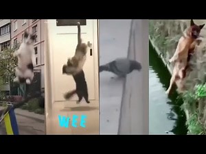 Funny Wee compilation | wee Tiktok compilation | funny cats | cat meme Part 1