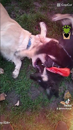 Dogs Meet Their Cartoon Doppelgängers | Nova Blue UK