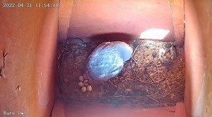 4.7K views · 253 reactions | (JL) Barn Owls hatching!! This is the...