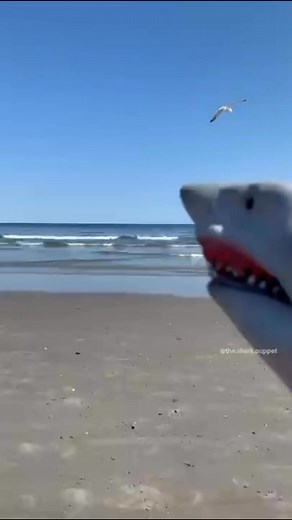 YEAH SEAGULL!! | the.shark.puppet