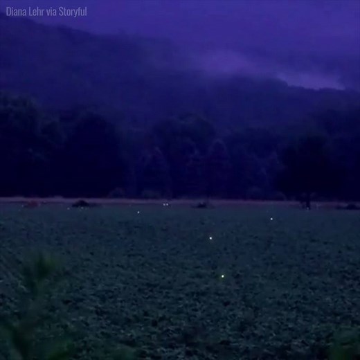 6.7M views · 22K reactions | Fireflies lighting up a field in Pennsylvania under the night sky  | UNILAD | Facebook
