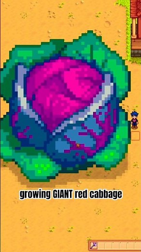 the infamous red cabbage, but make it giant #stardewvalley #stardew #satisfying #cozygames