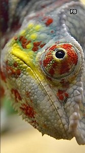 Why Chameleons Change Color and Survive So Cleverly