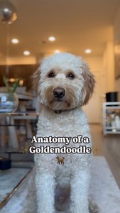 Last one is the best one 🫶🏼 #goldendoodle #goldendoodlesofinstagram #dogsofinstagram #doodlesofinstagram #puppy #doodle #goldendoodlepuppy #dog #puppylove #puppiesofinstagram #dogs #doodlesoftheworld #minigoldendoodle #goldendoodles #doodles #doodletales #goldenretriever #doodlelove #goldendoodlelove #doglife #goldendoodlesofinsta #dogstagram #dogoftheday #f #puppies #puppylife #goldendoodlesofig #doodlepuppy #labradoodle #daily | Hudson the Doodle Bear