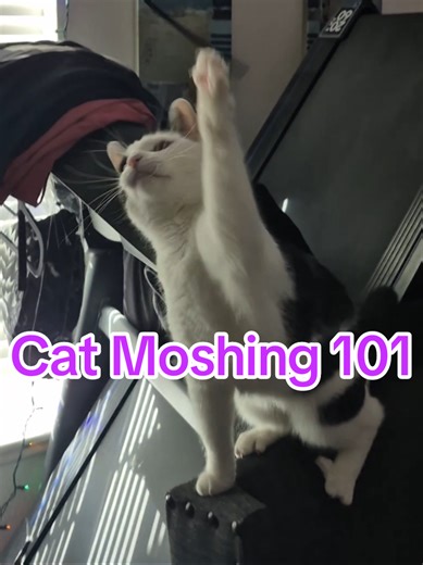 🙀Cat Moshing 101🔥 Song: Feed A Pigeon Breed A Rat Band: The Acacia Strain Album: Slow Decay #mosh #cats #deathcore #metal #funny cat, meme, memes, music, moshing, mosh pit, mosher, heavy, the acacia strain, breakdown, comedy, lol, lmao, laugh, laughing, fyp, viral, for you page, content creator, entertainment, hardcore dancing, hardcore dance, entertainer, throw down, hardcore, hxc, metalcore, dank memes, dank meme, cat meme, cat memes, kitty, pet, humor, hilarious, cute, aggressive