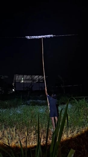 birds sleep in neat rows #funnyanimals #awesomethings #cuteanimals #entertaininganimals #funnyvideos