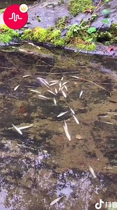 Rural cuisine🥰 🥰 🥰 | Best Musical.ly