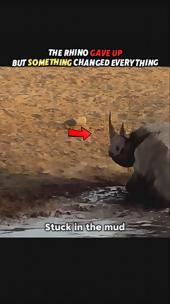 When Lions Wake Up a Rhino’s Fighting Spirit #shorts #lion #rhino #wildlife