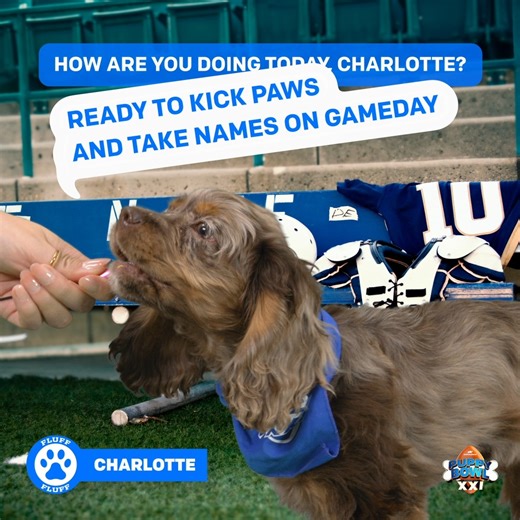 61K views · 155 reactions | Need some positivity today? Charlotte is a ray of sunshine at football practice  Watch #PuppyBowl Sunday, Feb 9 at 2p ET | 11a PT on Animal Planet! | Animal Planet | Facebook