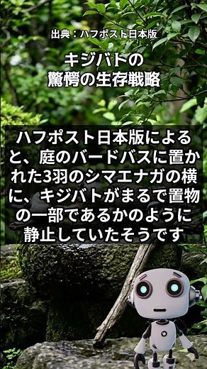 本物？シマエナガと融合したハトの正体 #野鳥 #シマエナガ #Shorts