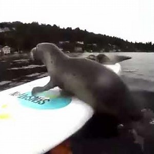seals surfing