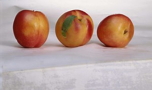 Why Won't My Nectarines Ripen on the Tree?
