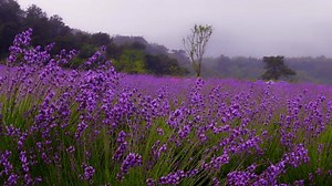 Lavender, Field, Rain. Free Stock Video