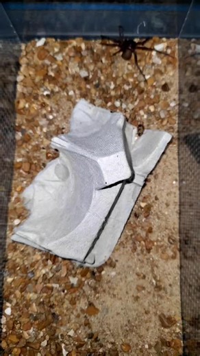 #TikTokTaughtMe #TikTokPartner #science #animals #spiders