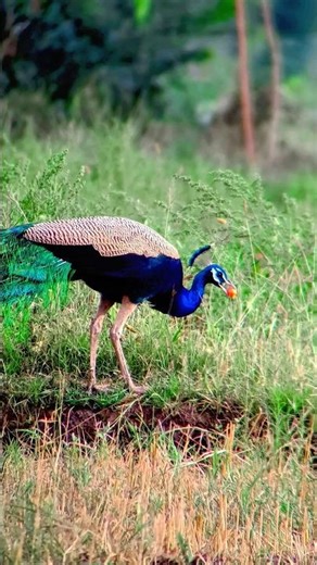 Peacock is eating tomato