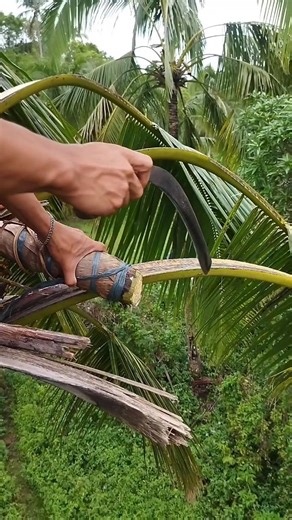Natural wine making from Coconut tree by cutting Coconut flower 🌴🌹#coconut #wine #farming #cutting