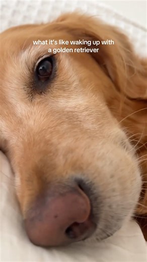 coming home to my golden retriever🥵 #goldenretreiver #dog #india #puppy #happypuppy #foreverpuppy