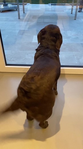 Welcome Back Dancing Labrador! Happy Dog Dances Into the Weekend