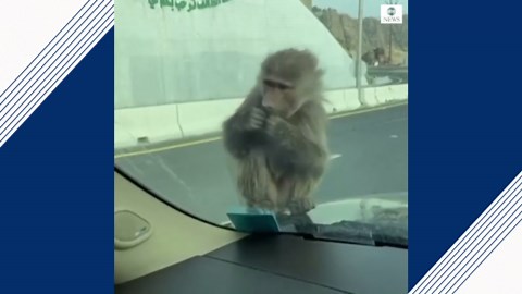 Baboon enjoys bite to eat