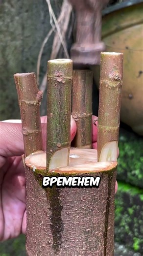 Он заставил дерево расти именно так 😱🌿