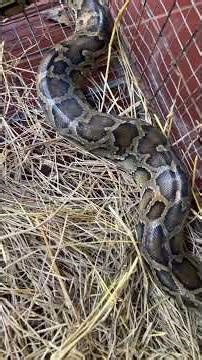 Burmese python/Pythonidae/snake #shorts #snake #python #ពស់ថ្លាន់ #burmese python #pythonidae