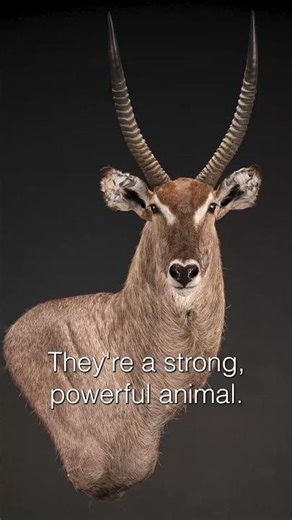 Waterbuck Shoulder Mount | SIT Species | Splitting Image Taxidermy